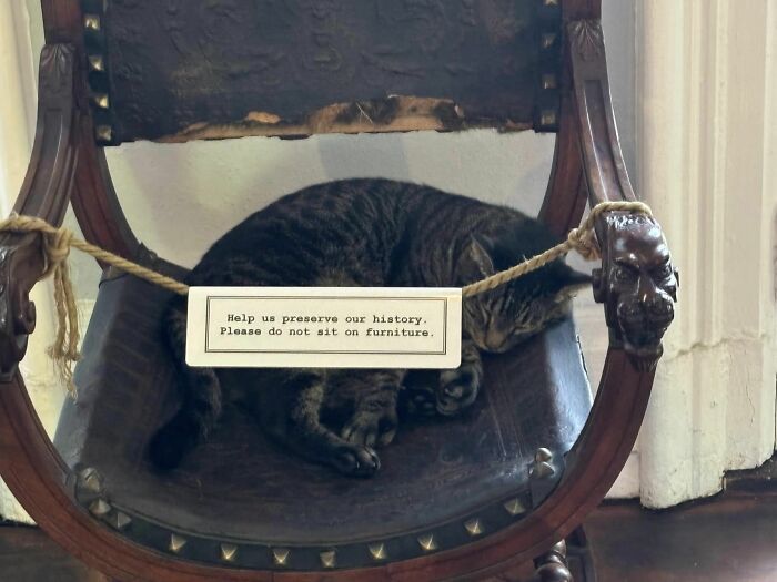 Cat sleeping on antique chair with a sign about preserving history, showcasing a humorous archeology and history moment.