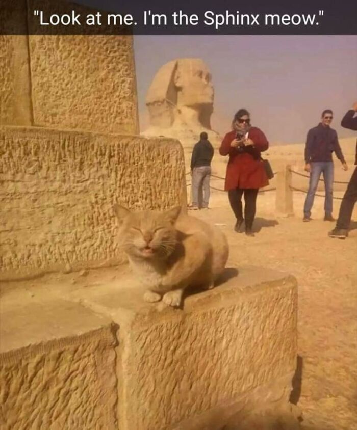 Cat sitting near the Great Sphinx with visitors in the background, funny archeology and history memes.