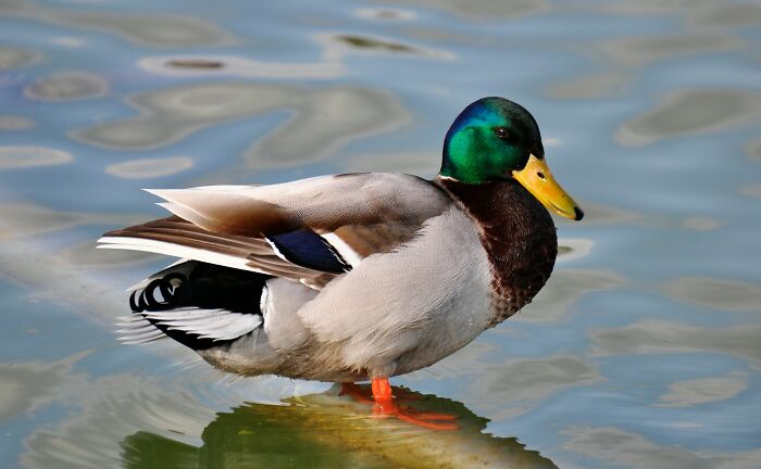 Mallard duck standing in water, capturing a natural moment related to dating an idiot themes in wildlife context.