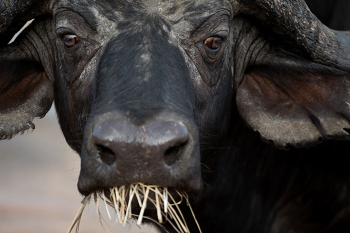 Close-up of a buffalo chewing dry grass, evoking a sense of eerie real-life stories and scary moments.