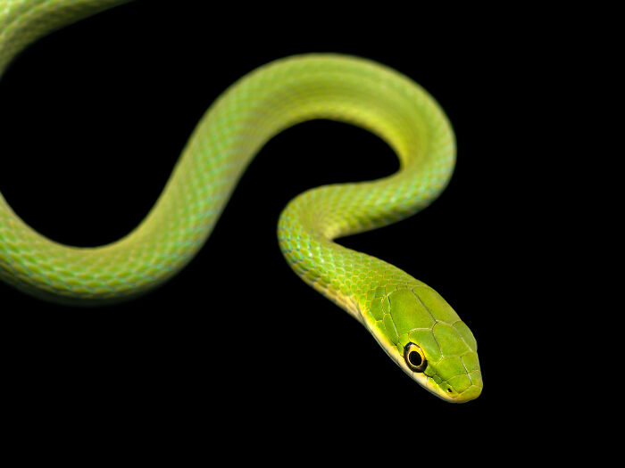 Close-up of a vibrant green snake coiled on a black background, showcasing detailed animal scales and texture.