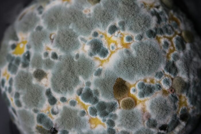 Close-up of mold and fungus growth illustrating terrifying true stories from people who explore beneath our feet.