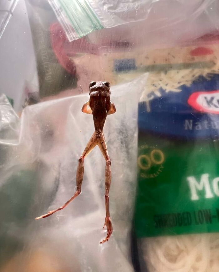 Frog rescued from fridge clinging to plastic bag inside a freezer with shredded cheese in the background. Frog rescued from fridge clinging to plastic bag inside a freezer with shredded cheese in the background.
