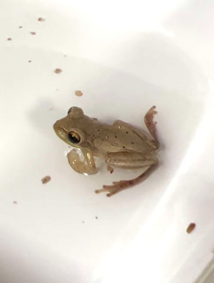 Small frog resting on a white surface, highlighting a viral rescue story of a woman saving a frog from her fridge. Small frog resting on a white surface, highlighting a viral rescue story of a woman saving a frog from her fridge.