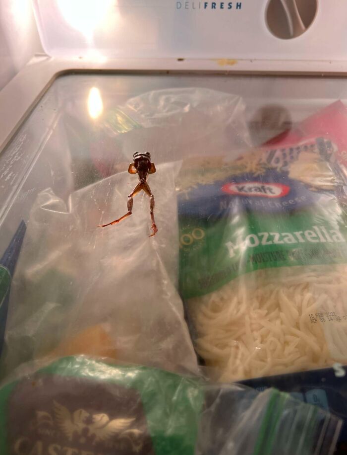 Frog stuck inside a fridge with cheese and food packages, highlighting a woman rescuing a frog from her fridge. Frog stuck inside a fridge with cheese and food packages, highlighting a woman rescuing a frog from her fridge.