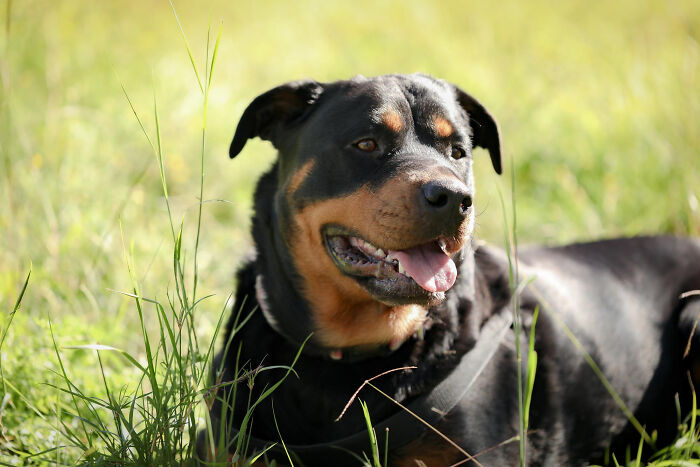 Rottweiler dog resting in tall grass on a sunny day, symbolizing unexpected babysitter horror experiences.