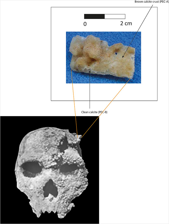 Petralona Man skull with calcite crust sample shown, highlighting geological study of the mysterious ancient fossil.