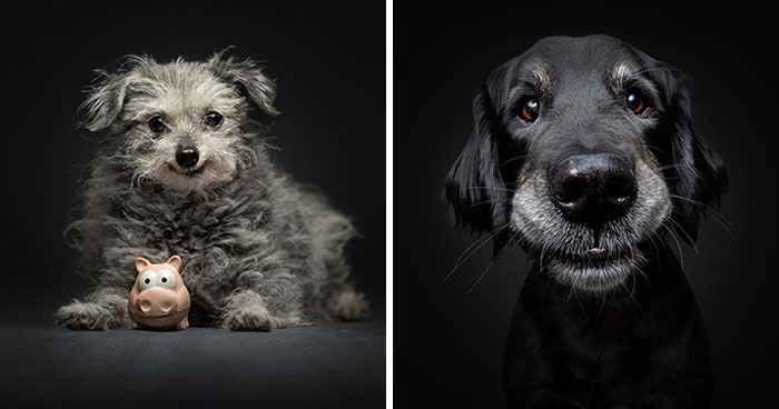 30 Touching Photos Of Senior Dogs Celebrating Love And Loyalty, Taken By Christian Vieler
