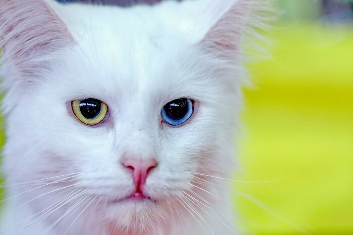 Close-up of a white cat with heterochromia, showcasing a unique pet with an unusual eye color combination.