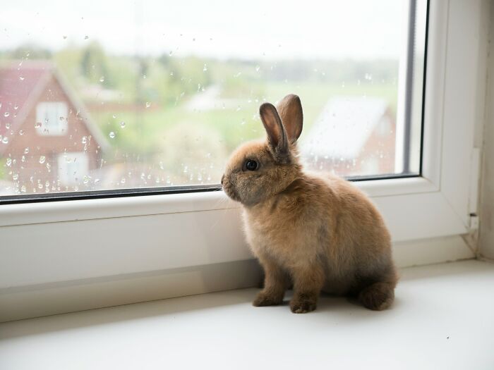 Brown rabbit sitting on a windowsill looking outside on a rainy day, illustrating pet care and warnings before adoption.