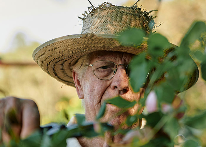 Elderly man with glasses and a straw hat peeking through leaves, symbolizing dark secrets people found in family members.