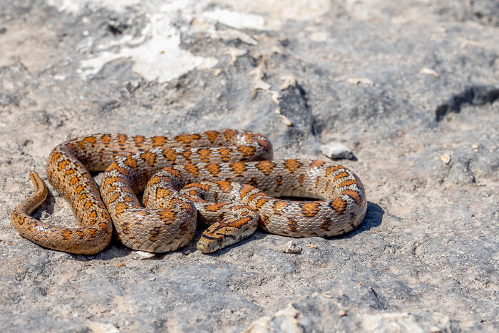 Snake with orange and gray scales resting on rocky ground, a common creepy situation people saw in the wild.