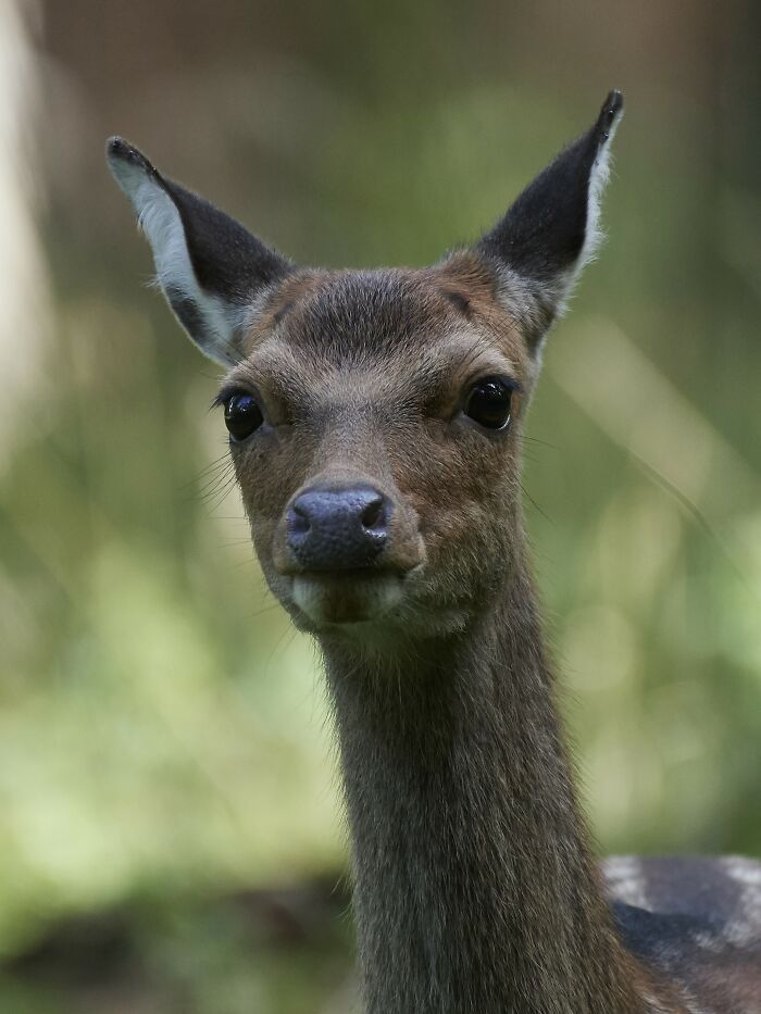 Close-up of a curious deer in a natural setting, representing the dumbest and most out of touch things people have been told.