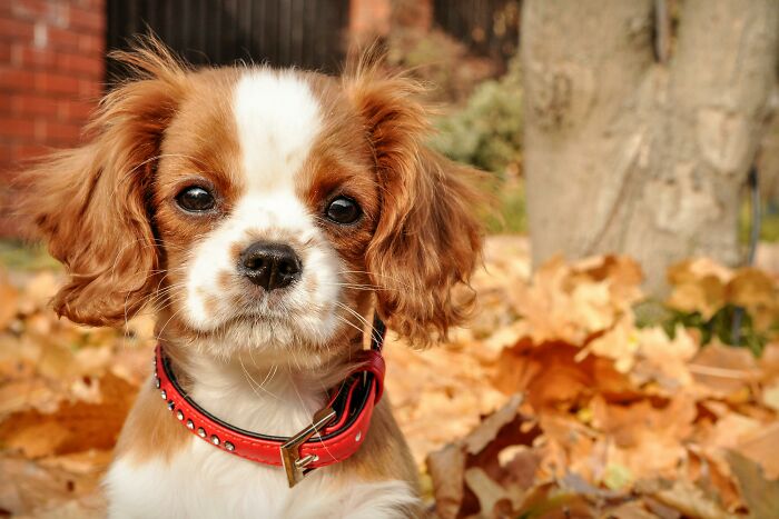 Small therapy dog with red collar sitting among fall leaves outside, highlighting therapy dog challenges at family events. Small therapy dog with red collar sitting among fall leaves outside, highlighting therapy dog challenges at family events.