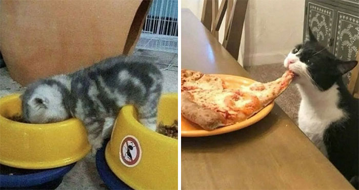 50 Chaotic Cats Being Cats And Nothing Else