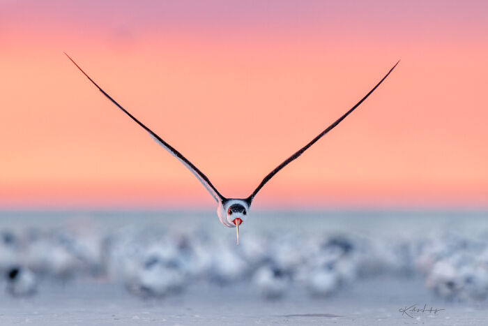 Black skimmer bird in mid-flight with wings spread wide against a vibrant sunset, showcasing birds as fine art photography.