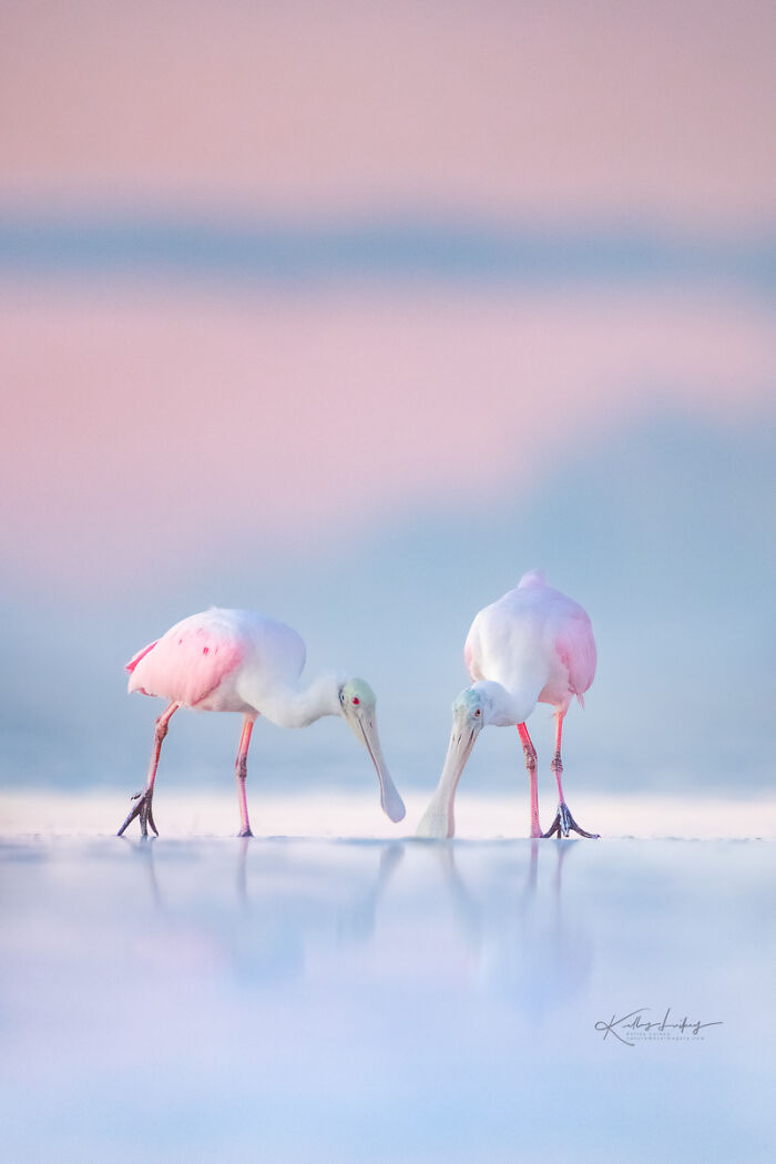 Two pink birds with long beaks reflected in water, showcasing stunning birds fine art photography.