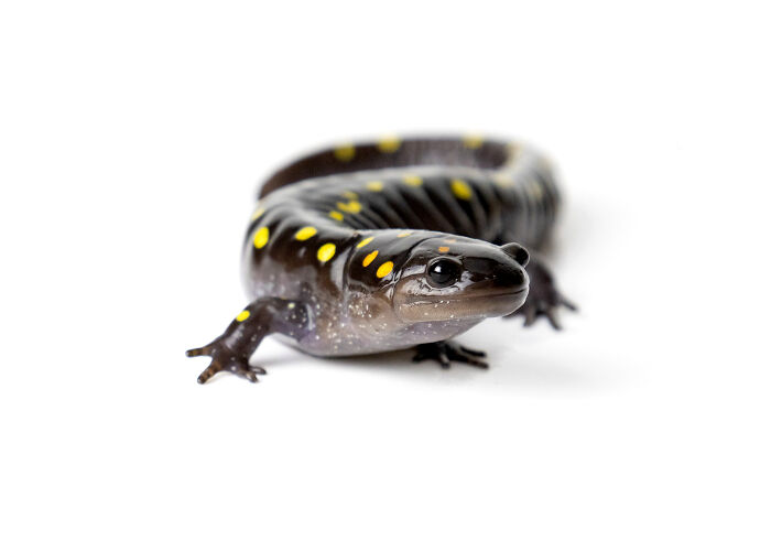 Close-up of a spotted salamander with yellow markings on glossy black skin showcasing animal details by Kevin Blackwell.