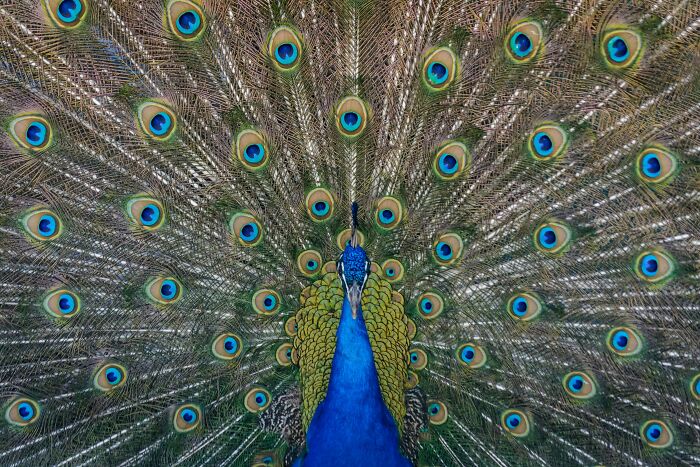 Colorful peacock displaying vibrant feathers, highlighting what to warn someone before they got your type of pet.