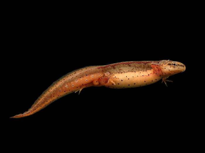 Close-up of an orange and brown salamander with black spots on a black background, showcasing detailed animal features.
