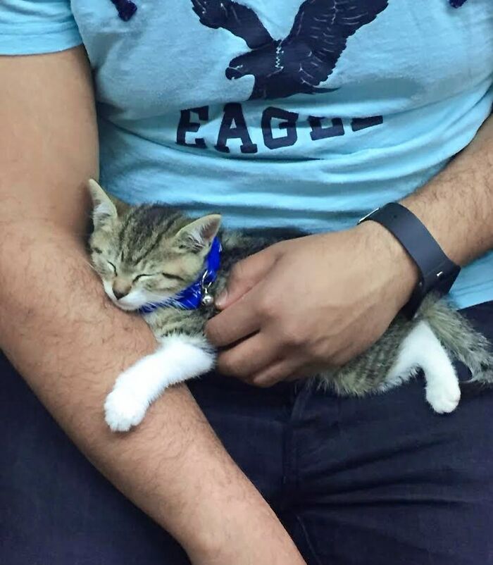 Man wearing blue shirt holding a cute sleeping kitten in his arms, an example of people taking the subway in New York.