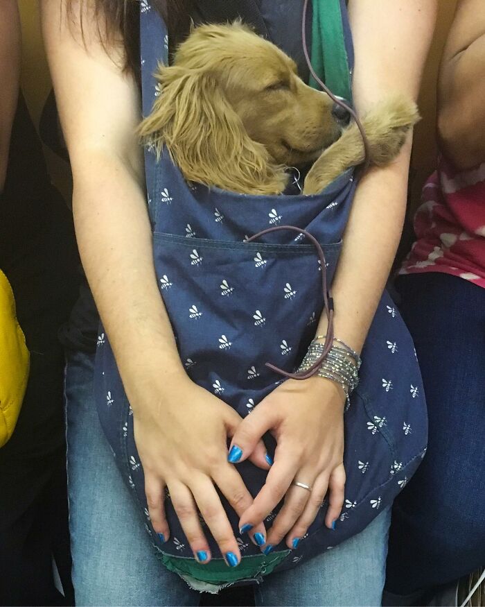 Passenger on New York subway holding a small sleeping dog inside a patterned blue bag on their lap.