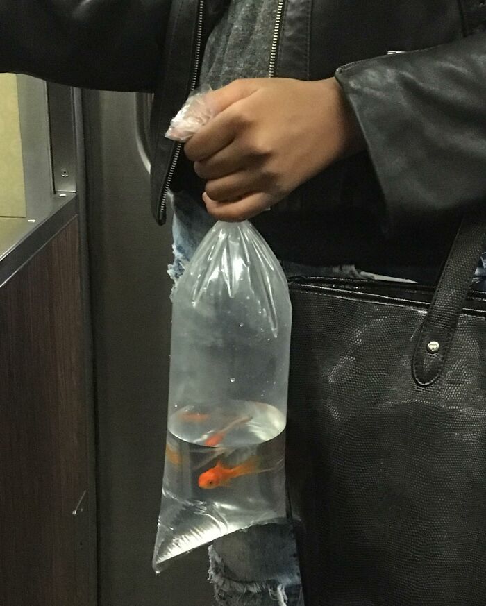 Person on New York subway holding a plastic bag with goldfish, showcasing weird things carried in their hands.
