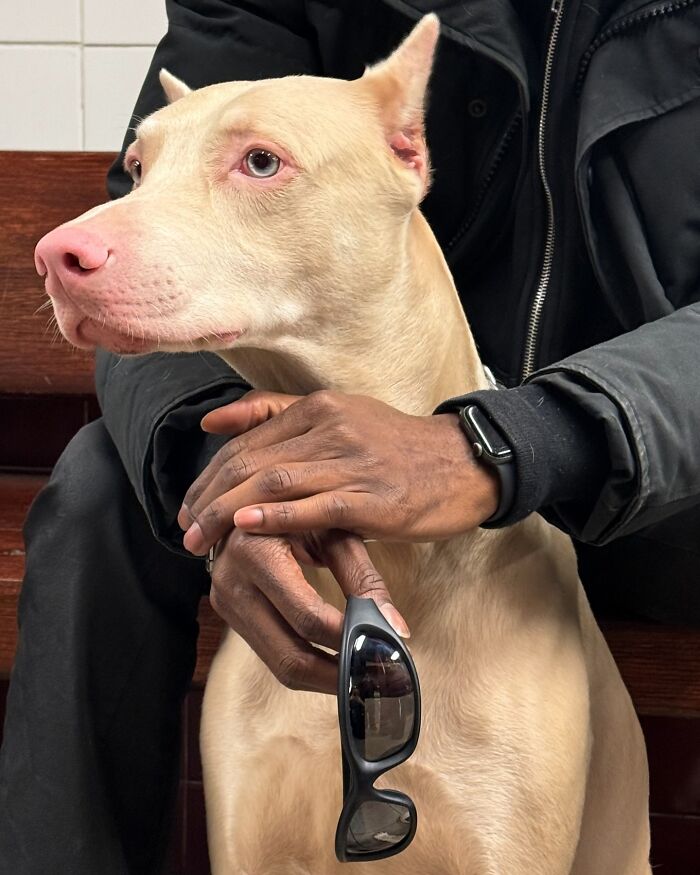 Person taking the subway in New York holding sunglasses with a light-colored dog sitting closely by their side.
