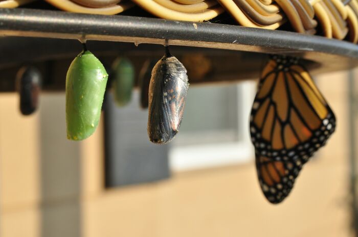 Green and black chrysalises transitioning to a monarch butterfly, illustrating mind-boggling conversations about growth and survival.