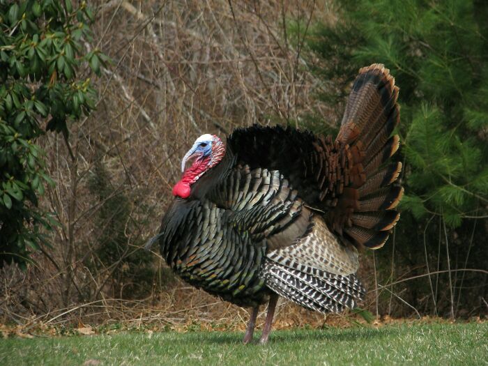 Wild turkey standing on grass with trees in the background, evoking a home alone and terrifying atmosphere.