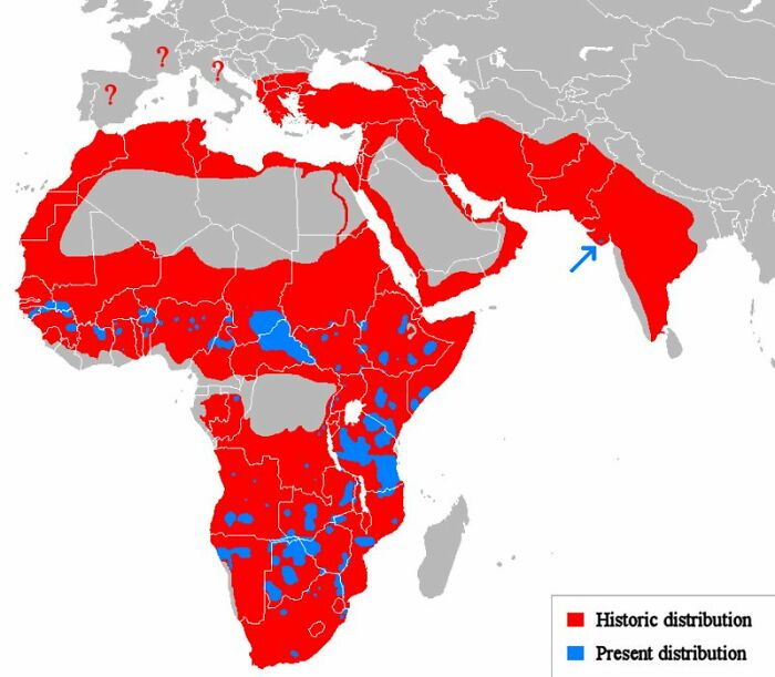 Map showing historic and present distribution across Africa and the Middle East with inaccurate and funny color coding.