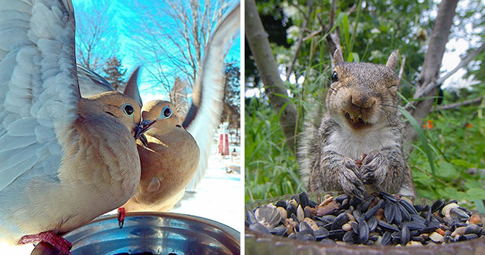 Woman Puts Camera On Bird Feeder In Her Yard To See Who Comes To Visit (50 Best Pics)