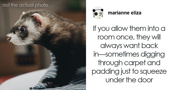 “What Would You Warn Someone Before They Got Your Type Of Pet?”: 46 Honest Tips From Our Community