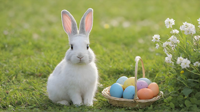 White rabbit sitting on grass next to a basket with colorful Easter eggs and white flowers in daylight.