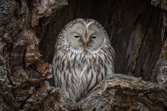Owl resting peacefully inside a tree hollow, symbolizing mystery and the concept of lies that change lives.