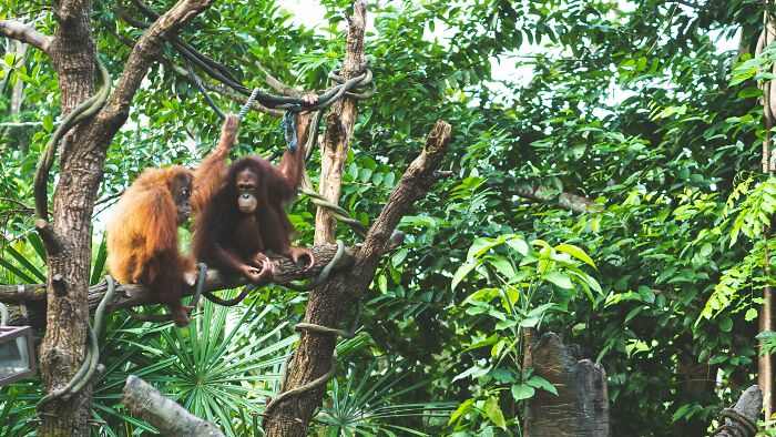 Two orangutans sitting on tree branches surrounded by dense green foliage, illustrating overhyped products concept.