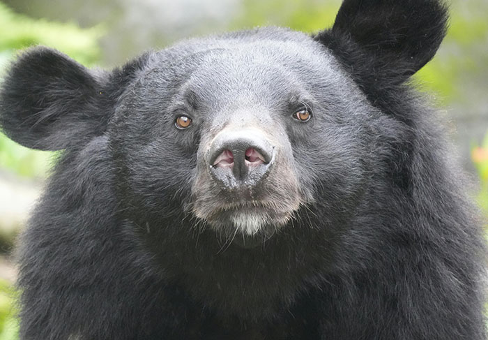 Close-up of a black bear in the wild, illustrating dangers faced by tour guides with risky tourists.