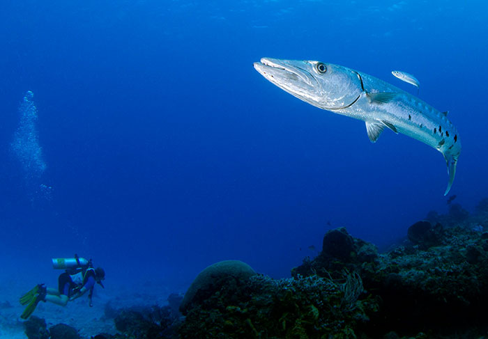 Underwater scene with a diver near coral reef and a barracuda fish, illustrating worst tourists seen by tour guides.
