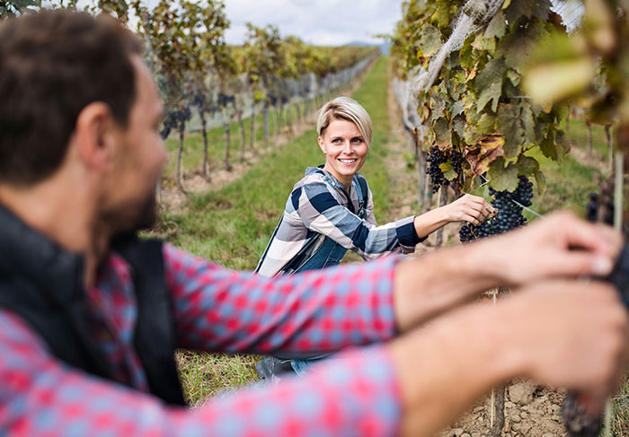 Two tourists picking grapes in a vineyard, representing some of the worst tourists seen by tour guides.