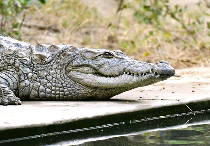 Large crocodile resting near water edge in a wildlife setting, illustrating dangerous encounters with worst tourists.