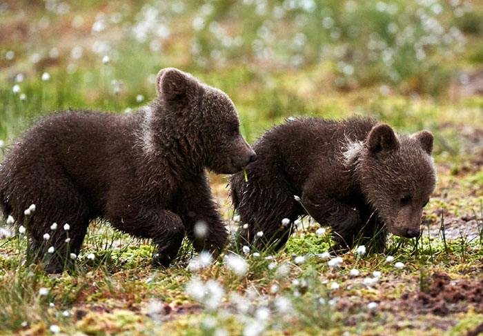 Two bear cubs exploring a grassy area, highlighting wildlife encounters seen by tour guides with risky tourists.