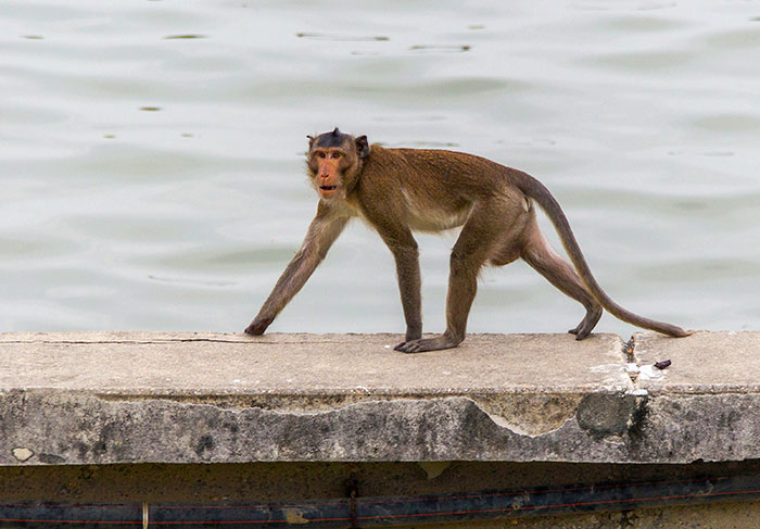 Monkey walking on concrete edge near water, illustrating unexpected encounters with tourists and nature risks.