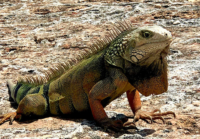Iguana resting on rocky ground, showcasing wildlife often encountered by tour guides dealing with difficult tourists.