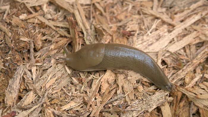 Close-up of a brown slug on wood mulch, illustrating a moment people knew they were dating an idiot.
