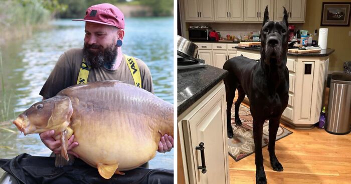 “What Did They Feed This Guinea Pig?”: 50 Oversized Animals That Have No Business Being This Big (New Pics)