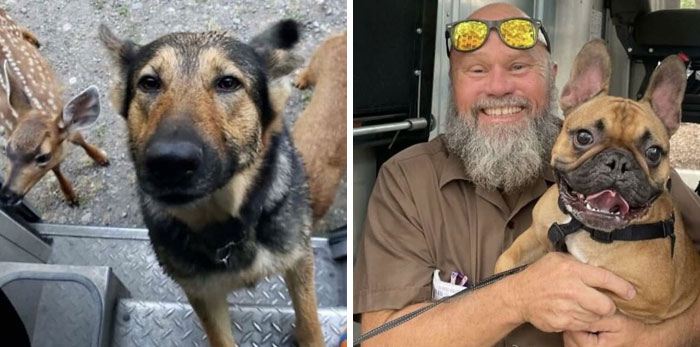 50 Of The Cutest Dogs And Other Pets UPS Drivers Met While On The Job (New Pics)