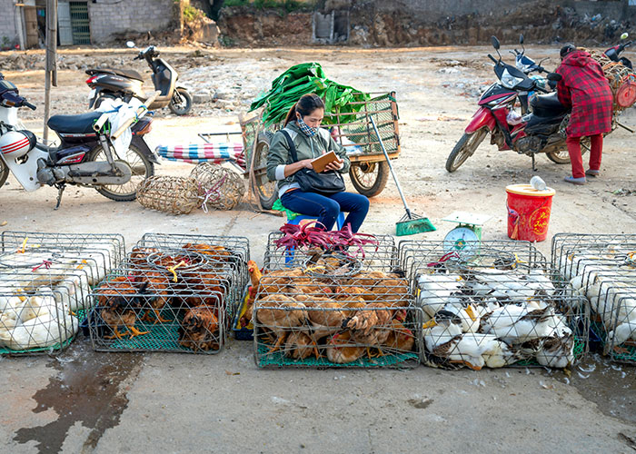 Woman sitting and using a phone next to cages of live chickens and ducks at an outdoor market, difficult vacation scene.