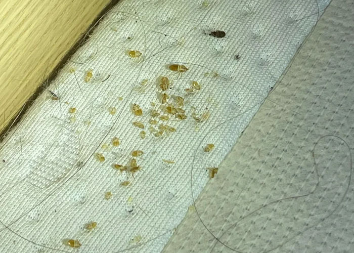 Bed bugs on mattress seam surrounded by hair strands, illustrating nightmare vacations with pest infestations and travel horror stories.