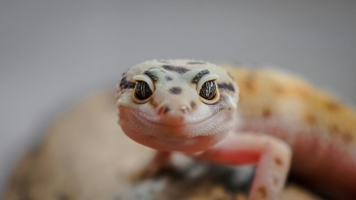 Close-up of a leopard gecko, a popular type of pet, with focus on its distinctive eyes and patterned skin.