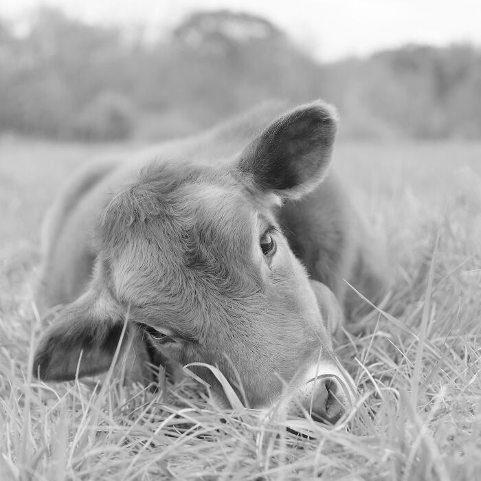 Close-up of a rescued cow resting in the grass, showing the hidden lives of rescued cows in natural surroundings.